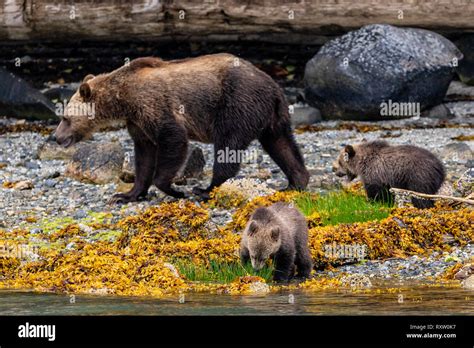 Grizzly Bear Cub Feeding Along The Low Tide Line In Knight Inlet First
