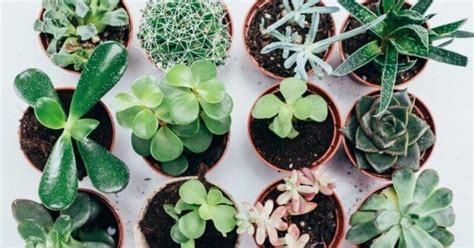 24 Best Low Light Succulents That You Can Grow Indoors Gardening Chores