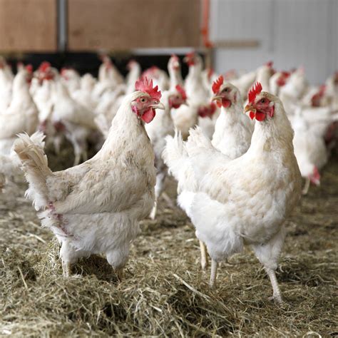 Choose The Right Chickens For Meat Production Blain S Farm Fleet Blog