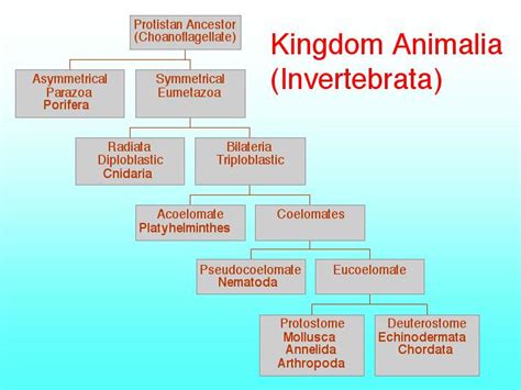 Kingdom Animalia (Invertebrata)