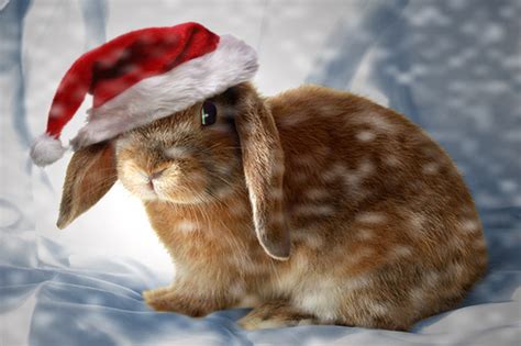 Christmas Bunny Wallpaper Wallpapersafari
