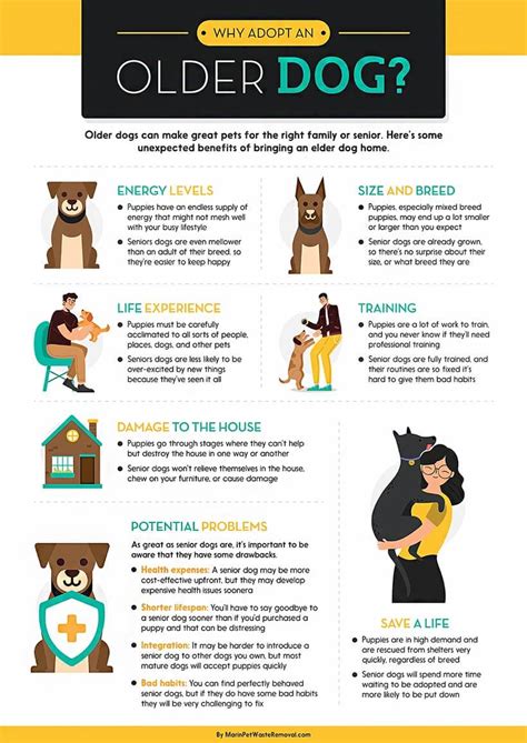 Why Adopt An Older Dog Infographic Infographic Plaza