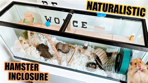 Naturalistic Hamster Enclosure Diy Tips Youtube