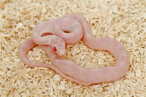 Albino Corn Snake Care Guide And Info Petsoid