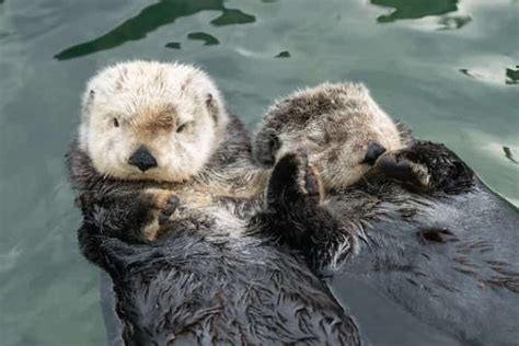 Vancouver Aquarium Shares Cute Video Of Sea Otters Rafting North
