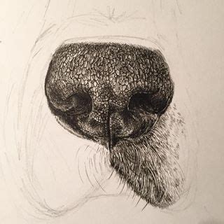 Tools and materials to drawing photo realistic portraits. drawing dog nose - Google-søgning | Drawing Dogs ...