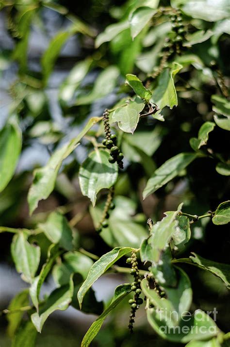 Peppercorn Pod Growing In Organic Pepper Farm In Kampot Cambodia