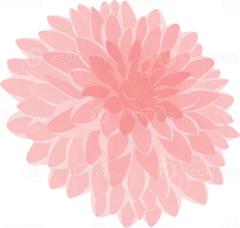 Pink Dahlia Flower Hand Drawn Illustration 10171743 Png