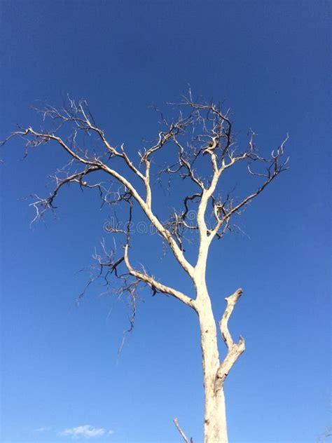 Naked Tree Stock Image Image Of Drought Naked Nature