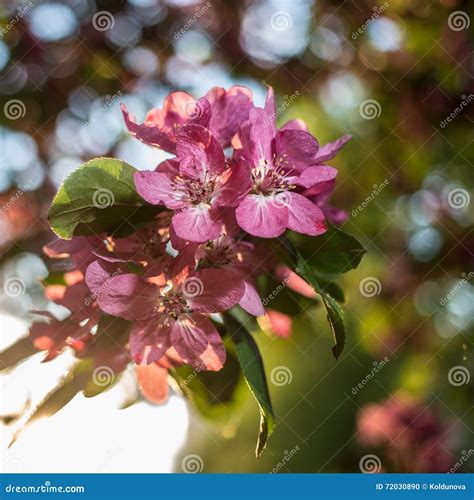 Beautiful Of Apple Trees Flowers In The Sunset Warm Spring Evening