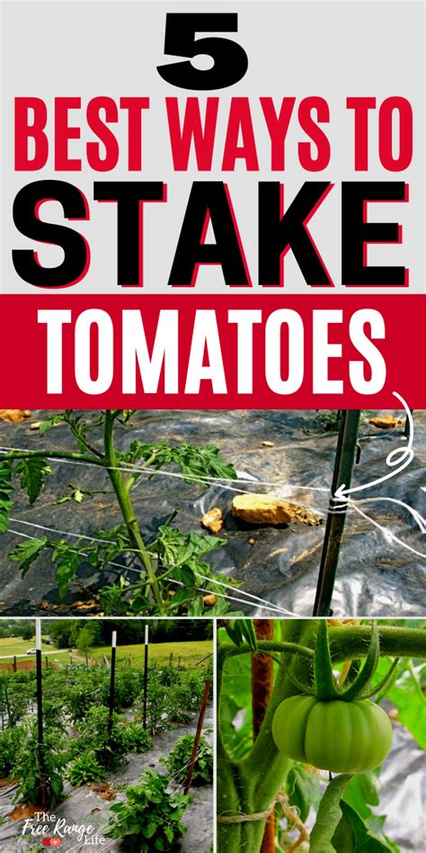 The 5 Best Ways To Stake Your Tomatoes Vegetable Garden For Beginners