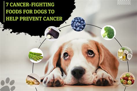 7 Cancer Fighting Foods For Dogs To Help Prevent Cancer