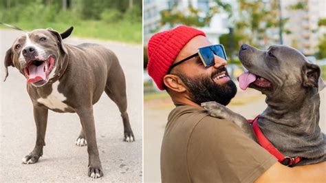 Man Told Hes Adopting Rescue Pit Bull Terrier Discovers Truth In Viral Vid Newsweek News
