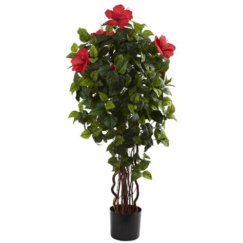 Cheap Hibiscus Tree Plant Find Hibiscus Tree Plant Deals On Line At