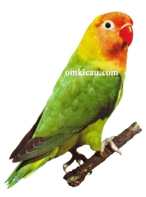 Kali ini saya akan ngebahas berbagai jenis dann gambar burung lengkap yang ada di alam bumi ini. Gambar Sangkar Burung Kecil - Gambar Con