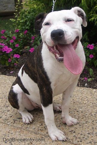 We did not find results for: spotted pitbull - Google Search | Pitbull terrier ...