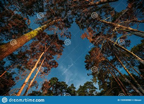 Crown Of Pine Trees Woods Under Night Starry Sky Night Landscape With