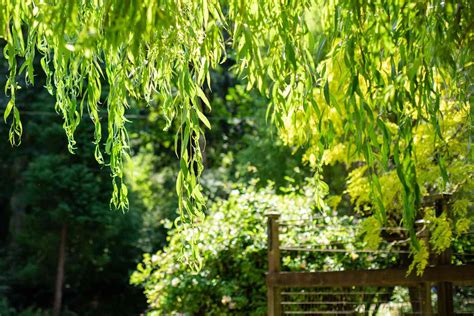 how to grow and care for a weeping willow tree