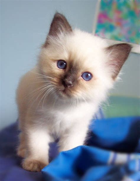 17 Best Images About The Seal Point Birman Cats I Love On Pinterest