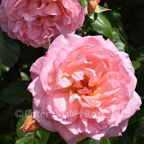 Fragrant Celebration Climbing Rose Peter Beales Roses The World