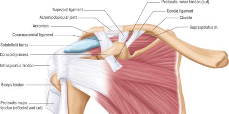 Muscles allow us to move by pulling on bones. Shoulder Injury Case Settlement Values for Torn Rotator ...