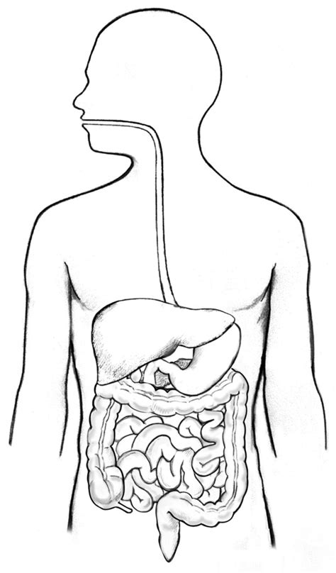 Unlabeled Labeled Digestive System Diagram Diagramaica