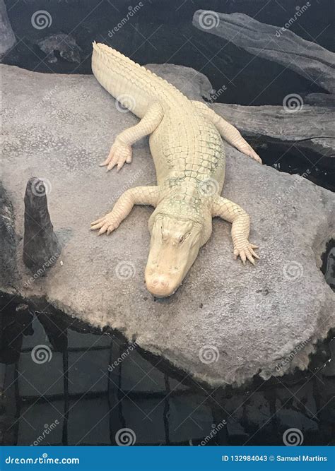 Rare White Crocodile Editorial Stock Photo Image Of Crocodile 132984043