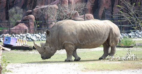 We did not find results for: Get to know our rhino! - Virginia Zoo in Norfolk