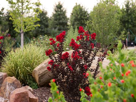 For much of the year, crepemyrtle tree bark is smooth to the. Black Diamond Crape Myrtle - Dallas, Texas - Treeland Nursery
