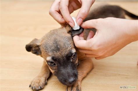 Save money · top rated · organic materials · hot tub How to Clean Dog Ears yourself with Hydrogen Peroxide ...