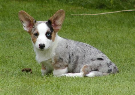 They are on a rigorous vaccination and worming schedule…. Cardigan Welsh Corgi - Breeder Retriever - A Fun Website ...