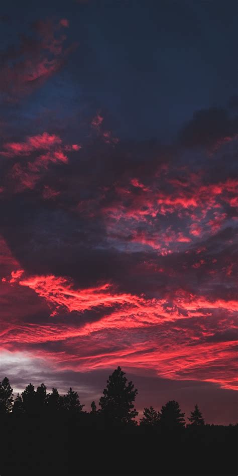 Download Wallpaper 1080x2160 Colorful Clouds Sunset Dark Tree