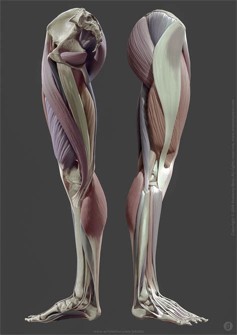 Artstation Leg Anatomy Jekabs Jaunarajs Man Anatomy Leg Anatomy Anatomy Sculpture