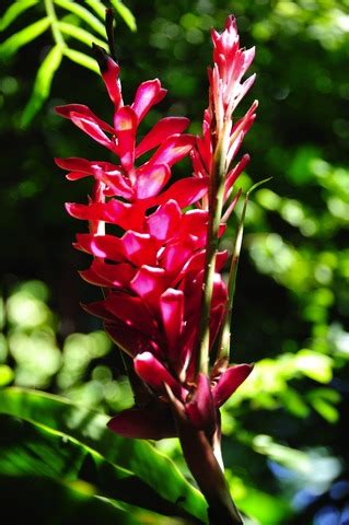 Watch the video till the end to get the complete information. How to Grow Ginger Flowers, Growing Ginger Plants, Red ...