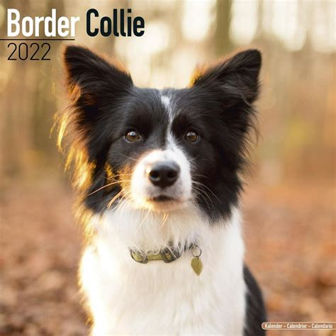 Border Collie Calendar 2022 Border Collie Dog Breed Calendar Border