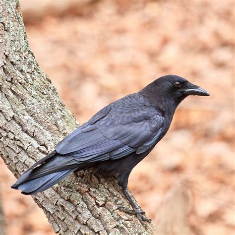 All About Birds American Crow