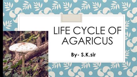 Life Cycle Of Agaricus Mushroom Youtube