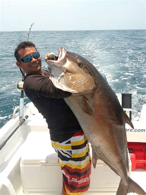 International Fishing News Costa Rica 90 Plus Pound Amberjack