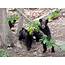 Black Bear Cubs Of 2015  The Wildlife Center Virginia