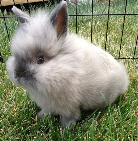 Puff The Beautiful Lionhead Bunny Baby Animals Cute Animal Photos