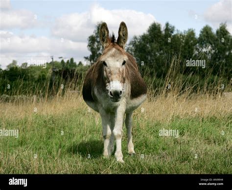 Large Fat Overweight Donkey Hi Res Stock Photography And Images Alamy