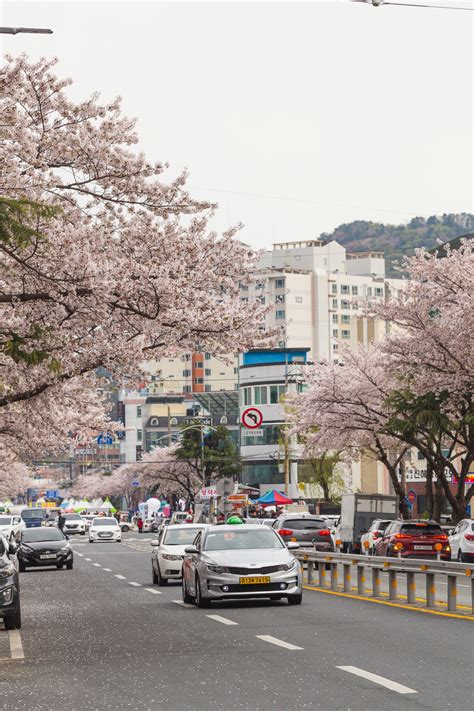 Jinhae Cherry Blossom Festival All You Need To Know