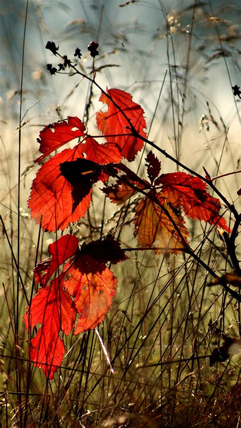 Autumn Leaves 1080 X 1920 Hd Phone Wallpaper