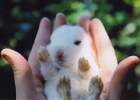 The Cuteness Is Overwhelming In These 15 Tiny Animals Animals Look