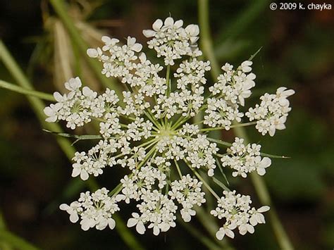 Queen anne's lace has beautiful white flowers. Daucus carota (Queen Anne's Lace): Minnesota Wildflowers