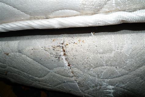 Learn How To Remove Bed Bugs In Your Home The Happy House Cleaning