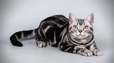 American Shorthair Origine Description Caractéristiques Education Prix Santé Elevages