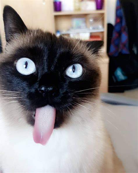 15 Facts That Make You Smile And Love Siamese Cats Page 2 The Paws