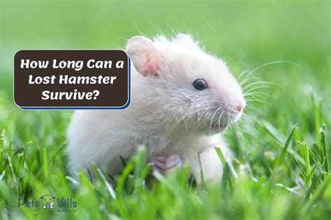 How Long Can A Lost Hamster Survive Tips To Find Them