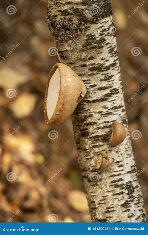 Fungus On A Birch Tree Stock Photo Image Of Hiking 161300484